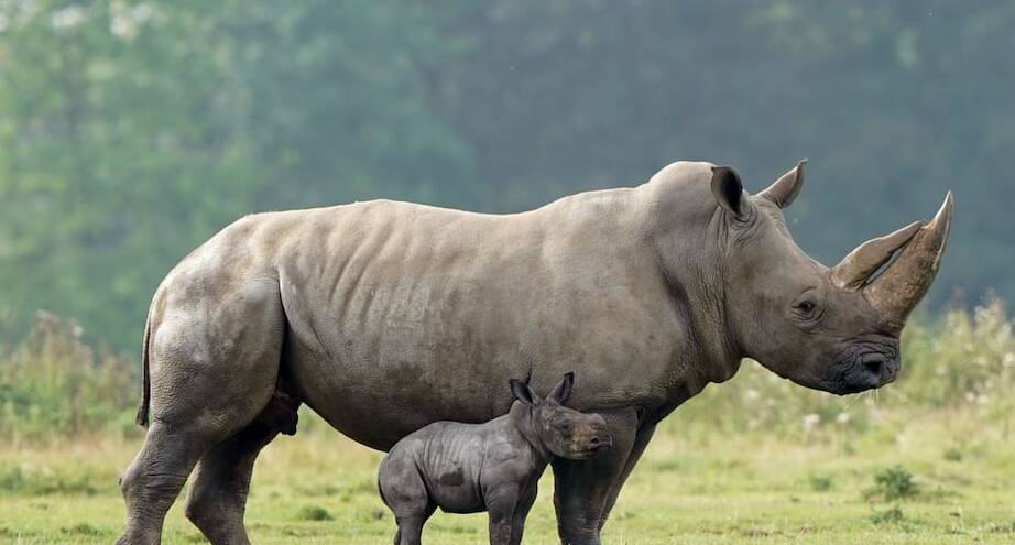 Фото дня: первый выход в свет
