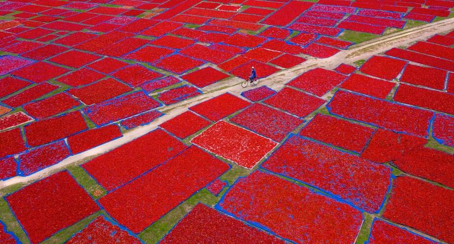 Фото дня: красное море перца чили