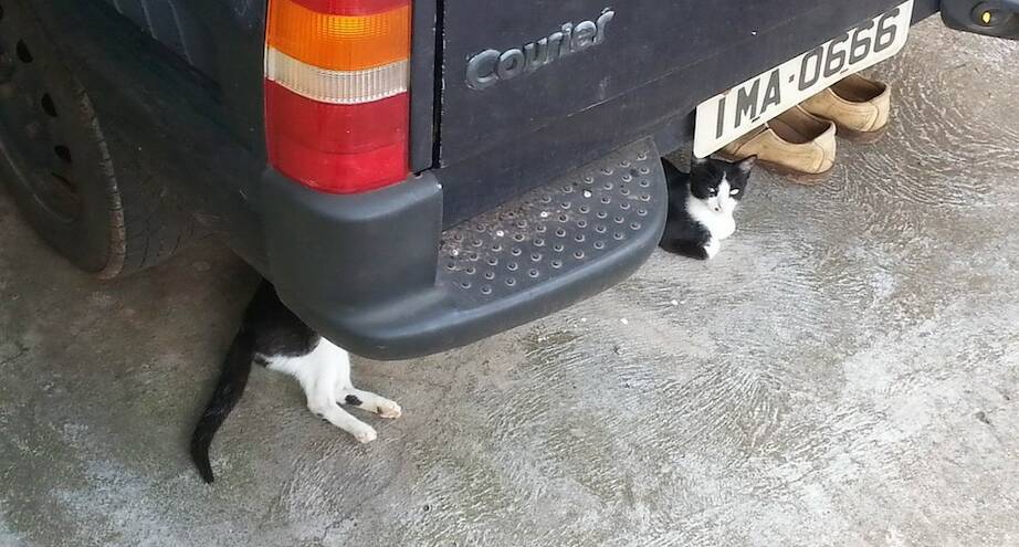 Фото дня: длинная кототакса