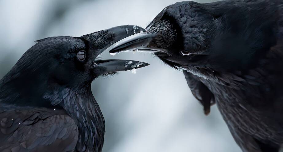 Фото дня: брачные игры воронов