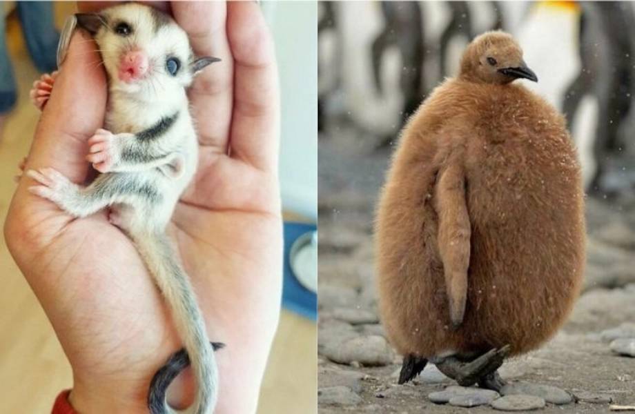 15 фото детенышей животных, на которые хочется смотреть бесконечно 15 фото детенышей животных, на которые хочется смотреть бесконечно