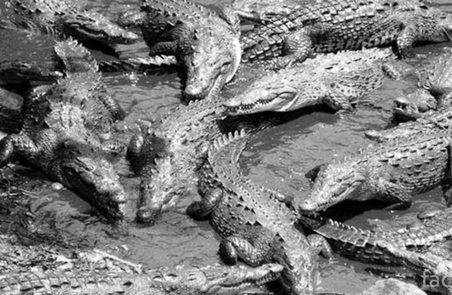 Из 1000 солдат осталось 20: уникальный случай, когда военную битву выиграли крокодилы Из 1000 солдат осталось 20: уникальный случай, когда военную битву выиграли крокодилы