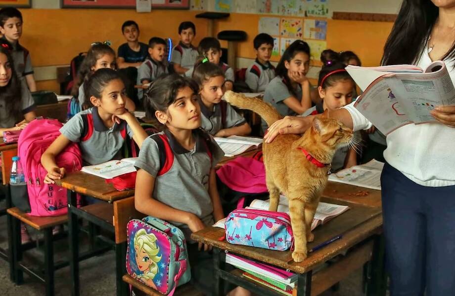 Ежедневно бродячий кот приходил на урок математики: как это сказалось на учебе и детях Ежедневно бродячий кот приходил на урок математики: как это сказалось на учебе и детях