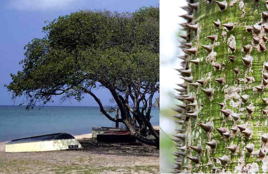 Хура — удивительное дерево-динамит, которое к тому же сплошь покрыто ядовитыми шипами Хура — удивительное дерево-динамит, которое к тому же сплошь покрыто ядовитыми шипами