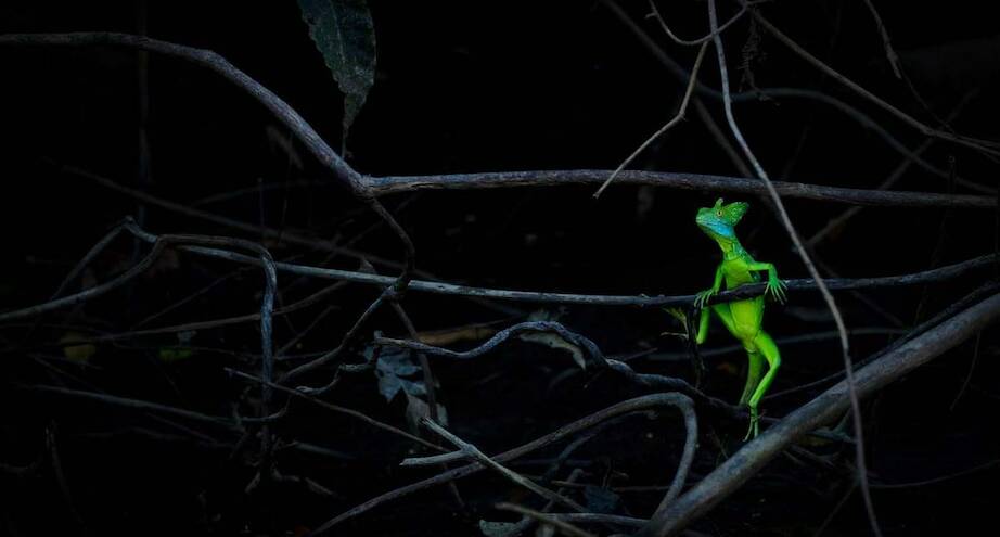 Фото дня: изумрудный дракон