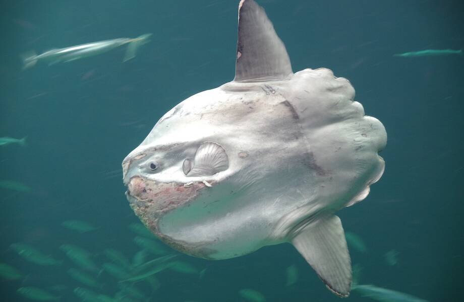 Как выглядит гигантская рыба-луна, и где ее обнаружили Как выглядит гигантская рыба-луна, и где ее обнаружили