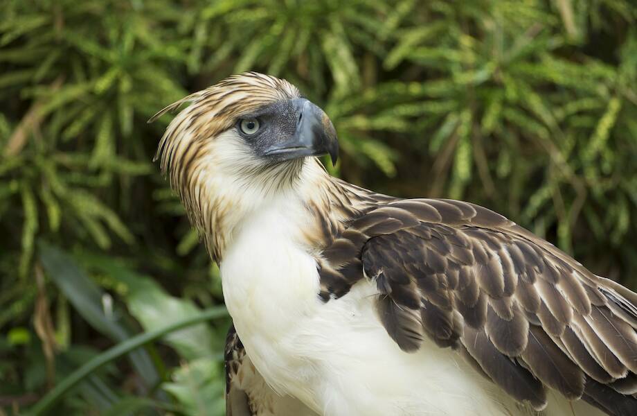 Спасательная миссия: как оберегают филиппинских орлов от исчезновения Спасательная миссия: как оберегают филиппинских орлов от исчезновения