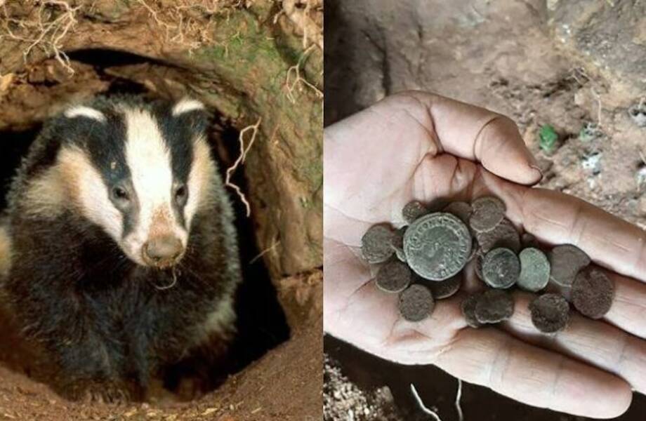 Видео: Как барсук привел ученых к кладу и другие находки, сделанные необычным образом Видео: Как барсук привел ученых к кладу и другие находки, сделанные необычным образом