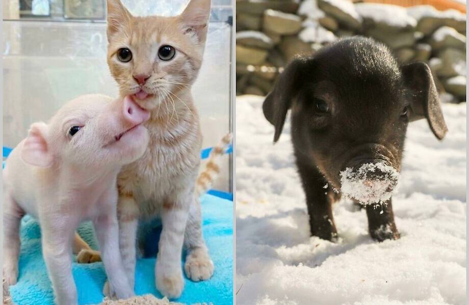 15 фото о том, что свинки тоже бывают милыми 15 фото о том, что свинки тоже бывают милыми