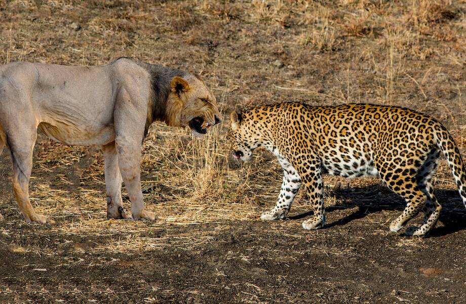Видео: Крупнейшая битва животных за всю историю Видео: Крупнейшая битва животных за всю историю