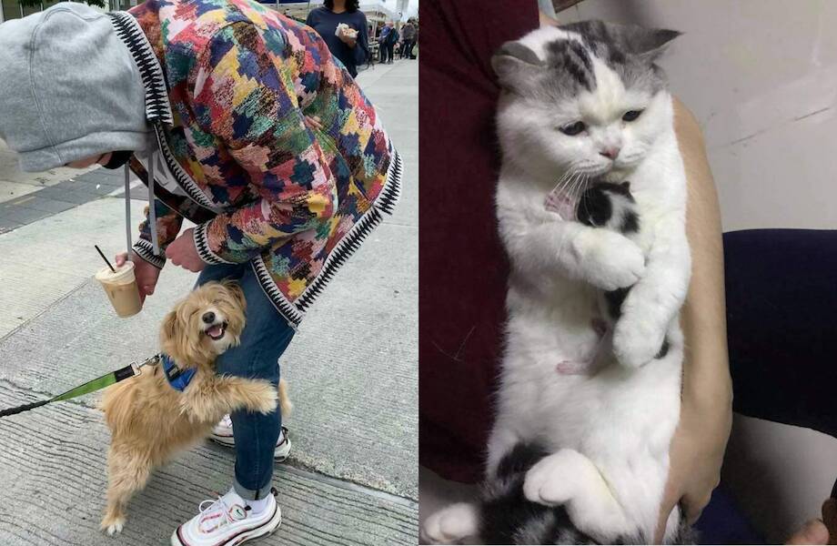 25 поднимающих настроение фото животных, которыми люди не смогли не поделиться в Сети 25 поднимающих настроение фото животных, которыми люди не смогли не поделиться в Сети