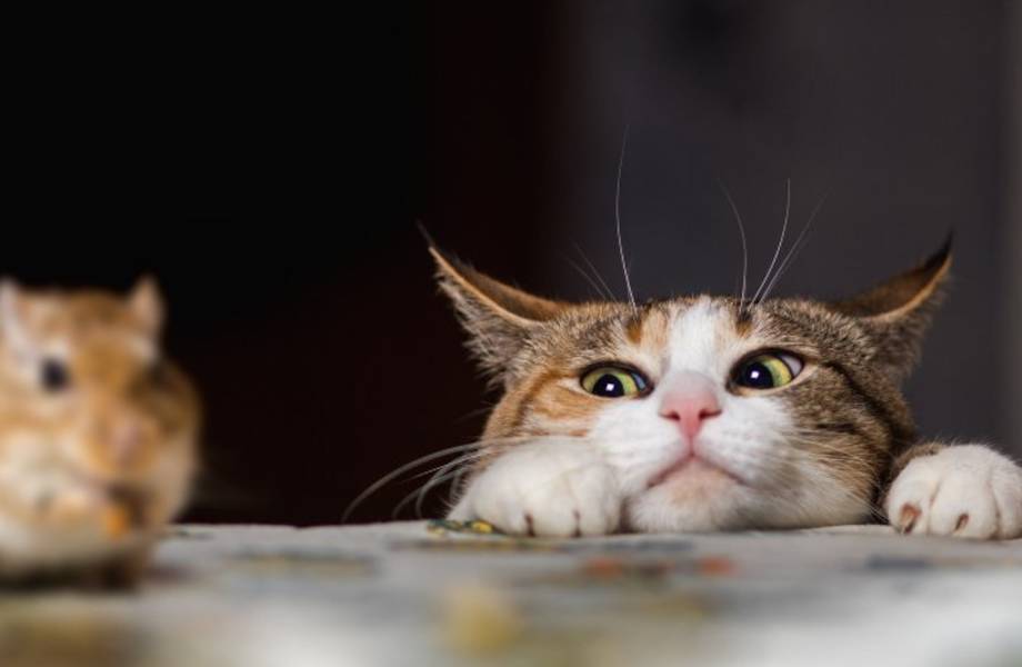 Видео: Домашние кошки за охотой на мышей, белок и даже зайцев Видео: Домашние кошки за охотой на мышей, белок и даже зайцев