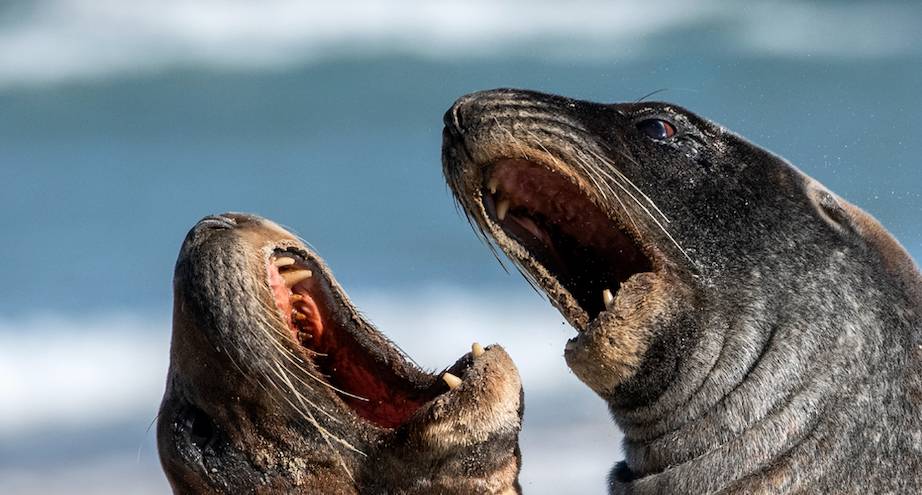 Фото дня: пляжные забавы