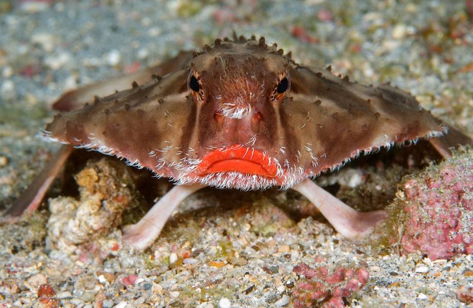 4 животных, которые используют разные части тела не по назначению 4 животных, которые используют разные части тела не по назначению