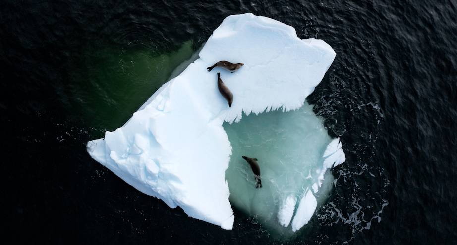 Фото дня: отдых на льдине