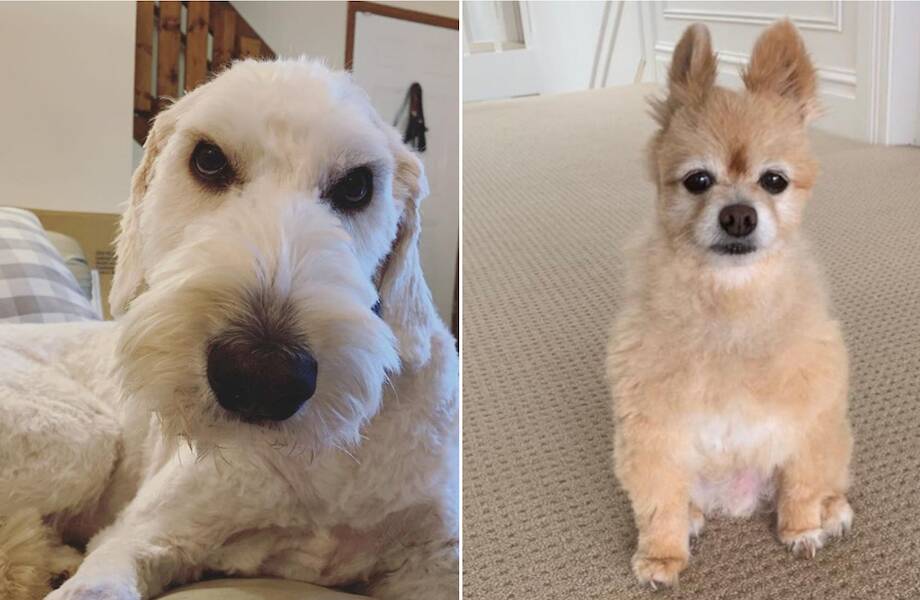 13 комичных фото нелепых стрижек собак, потому что грумерами были их хозяева 13 комичных фото нелепых стрижек собак, потому что грумерами были их хозяева