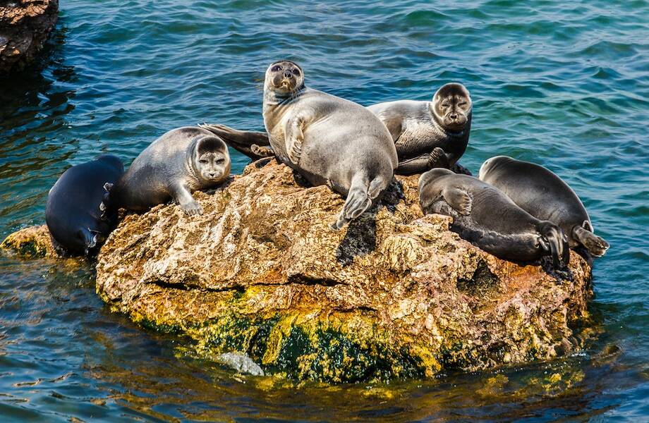 Тюлени и прозрачные рыбы: 6 животных, которые обитают только в водах Байкала Тюлени и прозрачные рыбы: 6 животных, которые обитают только в водах Байкала