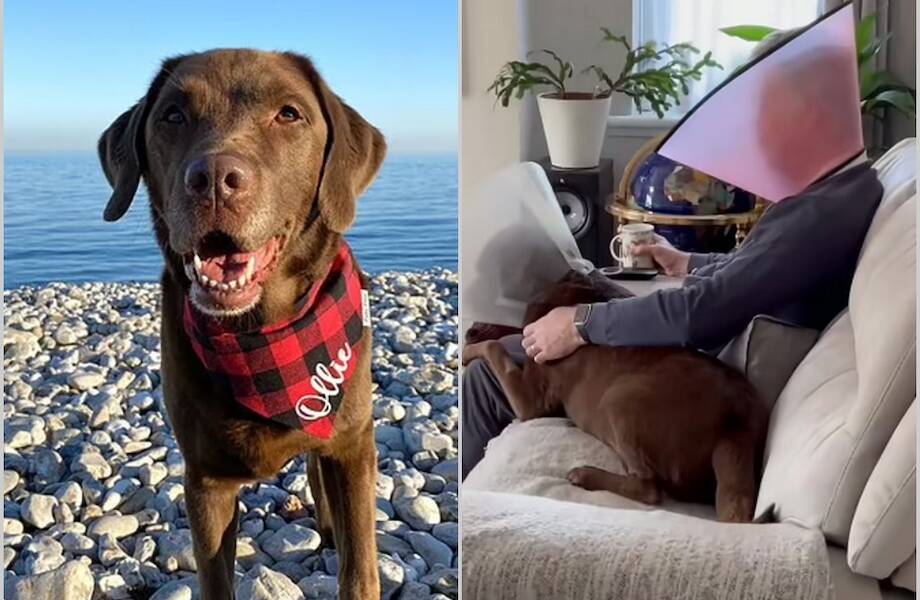 Хозяин решил поддержать своего пса после операции и придумал себе воротник Хозяин решил поддержать своего пса после операции и придумал себе воротник