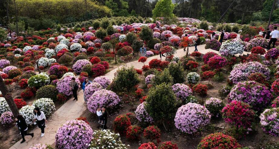 Фото дня: цветущие азалии в китайской деревне