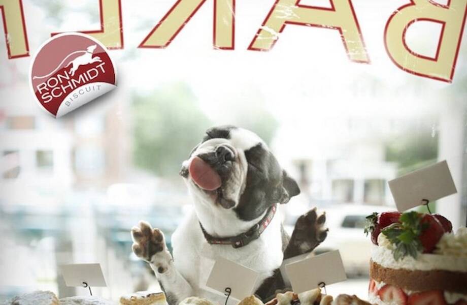 16 фото от разных фотографов, которые вывели съемку животных на высший уровень 16 фото от разных фотографов, которые вывели съемку животных на высший уровень