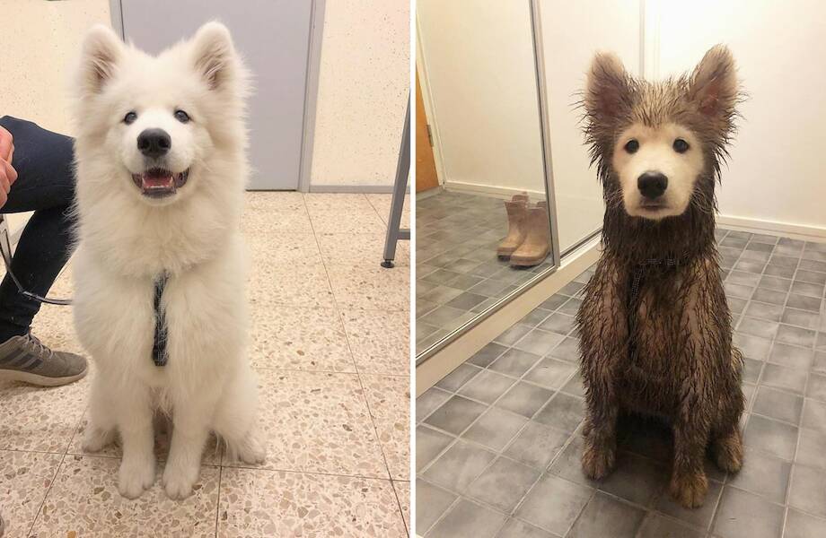 20 комичных собак, которые так порезвились в грязи, что хозяева с трудом узнали их 20 комичных собак, которые так порезвились в грязи, что хозяева с трудом узнали их