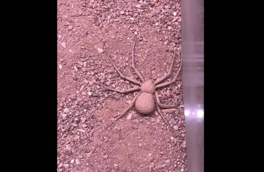 Видео: Как шестиглазый песочный паук закапывает себя в землю Видео: Как шестиглазый песочный паук закапывает себя в землю