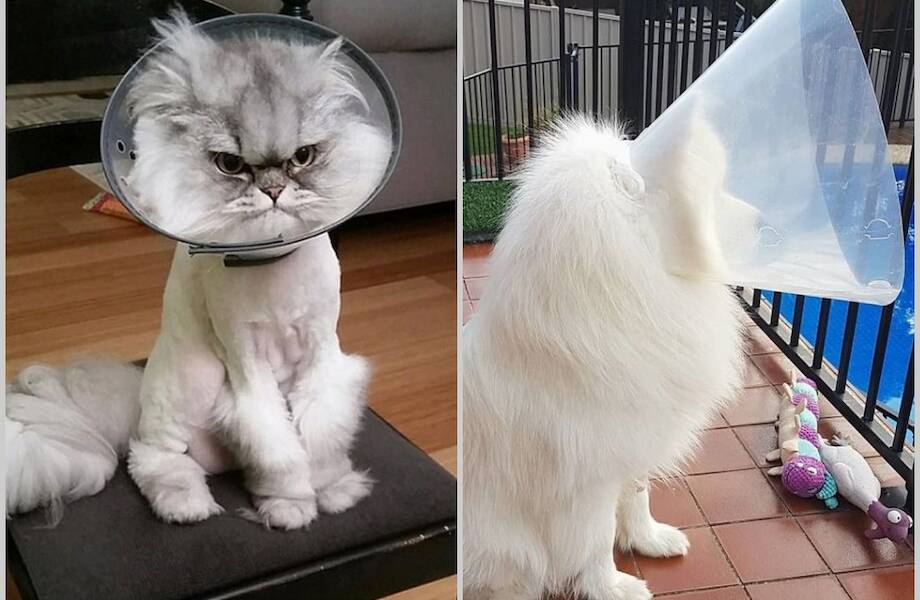 16 смешных фото животных, которые попали в плен ветеринарного воротника 16 смешных фото животных, которые попали в плен ветеринарного воротника