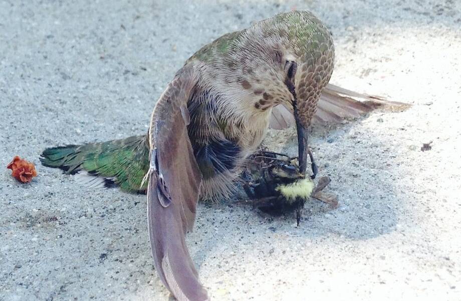 Колибри против пчел: как клюв крошечной птицы превратился в инструмент самозащиты Колибри против пчел: как клюв крошечной птицы превратился в инструмент самозащиты