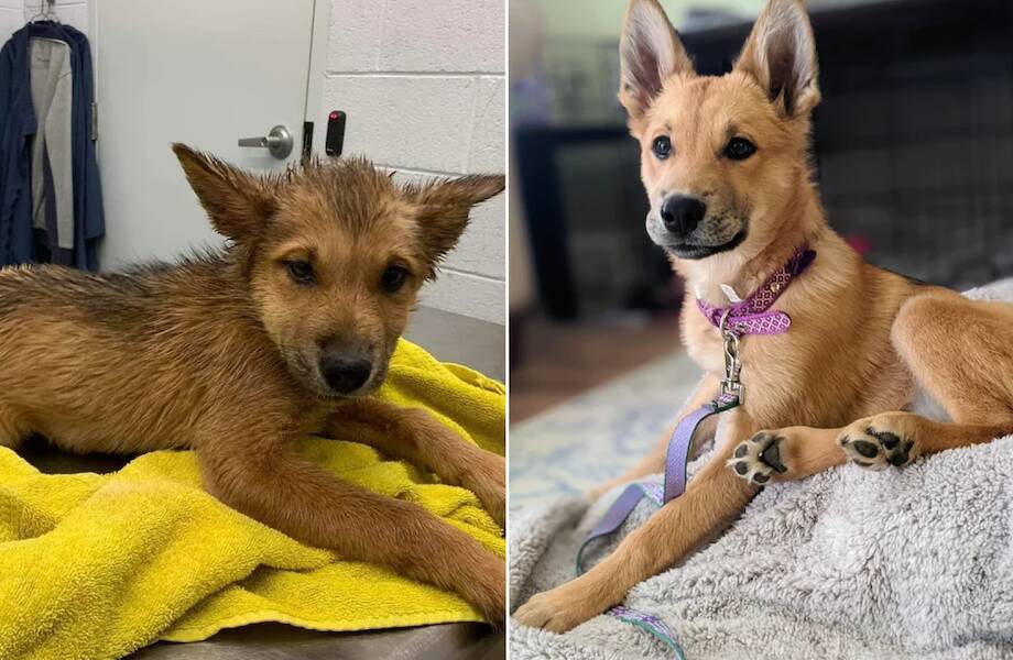 10 питомцев до и после того, как наконец-то обрели любящих хозяев и теплый дом 10 питомцев до и после того, как наконец-то обрели любящих хозяев и теплый дом