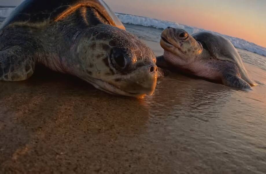 Видео: 72 миллиона яиц «подарили» морские черепахи волонтерам из Мексики за их заботу Видео: 72 миллиона яиц «подарили» морские черепахи волонтерам из Мексики за их заботу