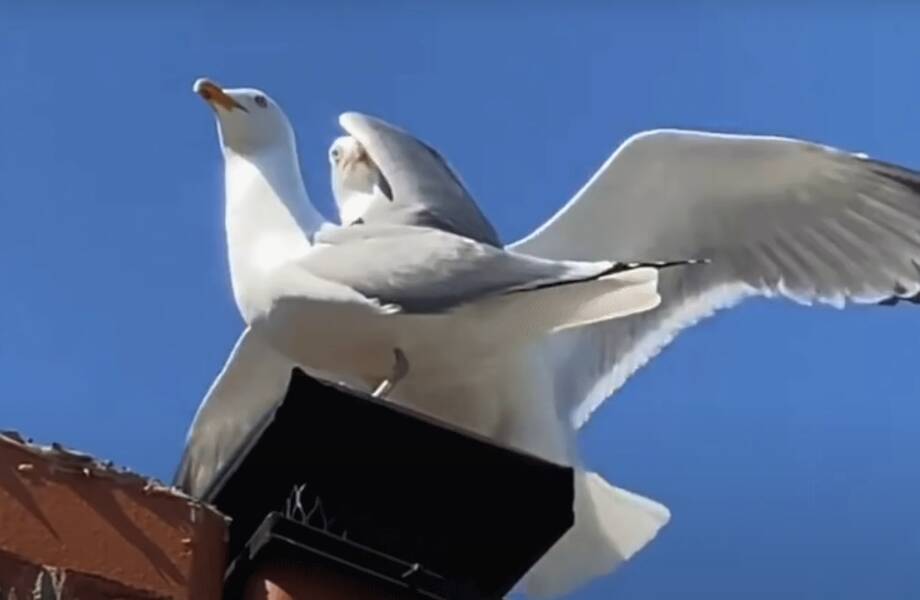 Видео: Зачем женщина открыла кафе для чаек с особыми потребностями Видео: Зачем женщина открыла кафе для чаек с особыми потребностями