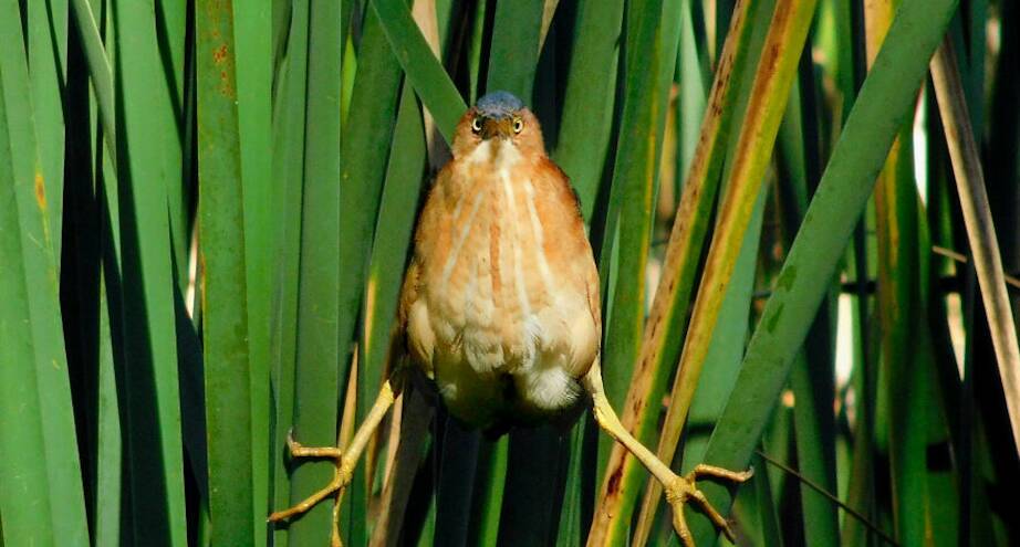 Фото дня: Angry Bird