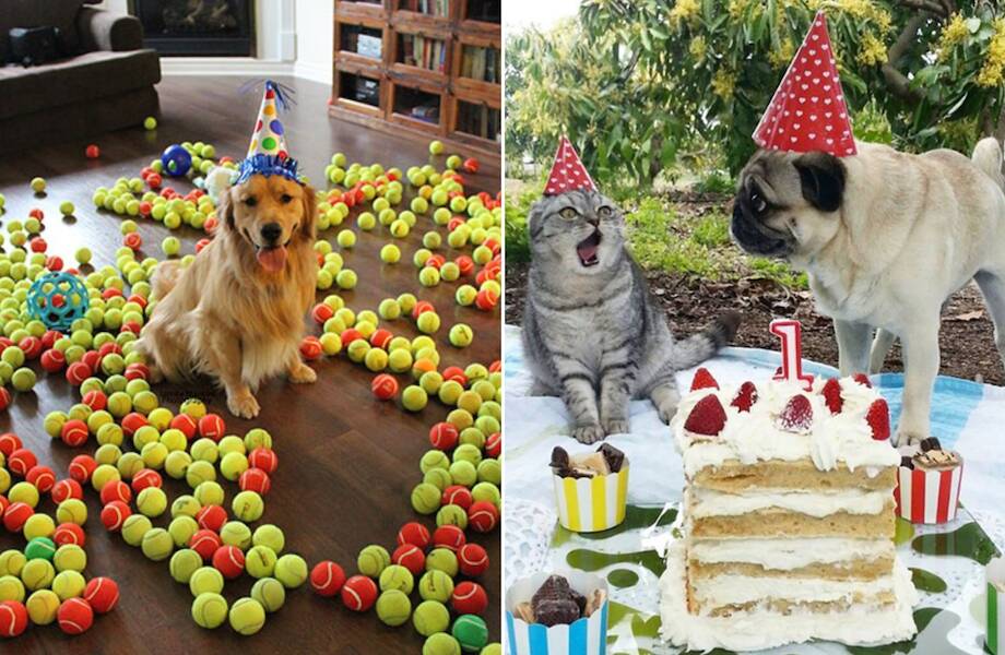 21 умилительное фото собак, которым хозяева устроили вечеринку в день рождения 21 умилительное фото собак, которым хозяева устроили вечеринку в день рождения