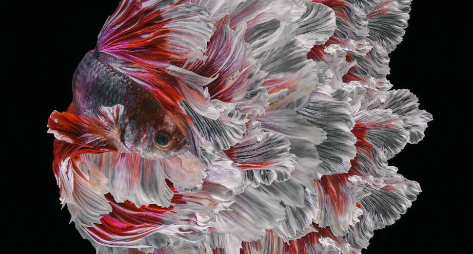 Фото дня: сиамский петушок во всей красе