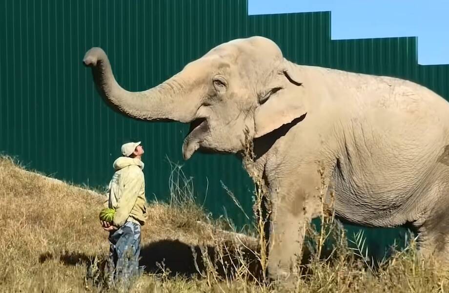 Видео: Смотритель прячет от слона арбузы, но слон оказывается умнее Видео: Смотритель прячет от слона арбузы, но слон оказывается умнее