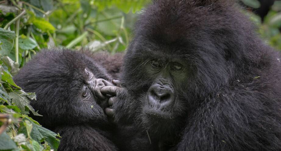 Фото дня: и некоторые считают, что у нас с ними нет общих предков