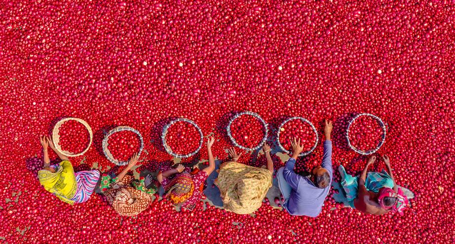 Фото дня: сортировка красного картофеля на рынке в Бангладеш