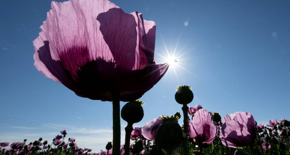 Фото дня: поле маков в Германии