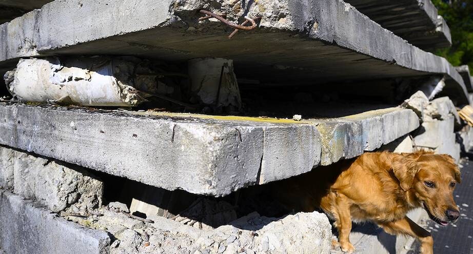 Фото дня: собачья работа