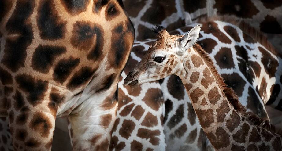 Фото дня: пополнение в зоопарке английского Честера