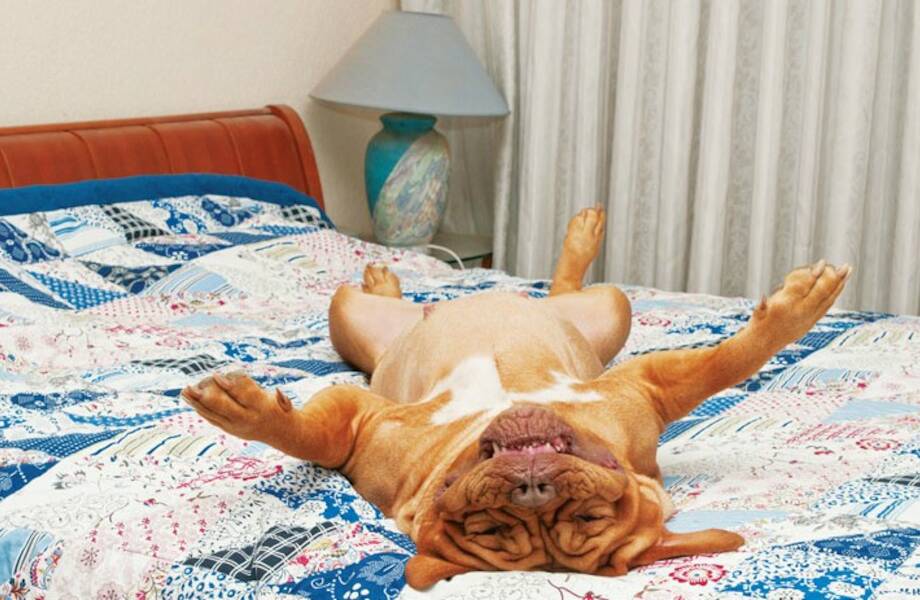 Видео: В каких позах спят животные, и что означает каждая из них Видео: В каких позах спят животные, и что означает каждая из них