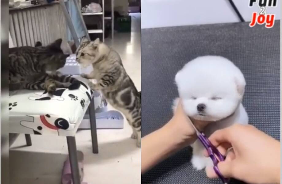 Видео: самые смешные ситуации с питомцами, снятые на камеру Видео: самые смешные ситуации с питомцами, снятые на камеру