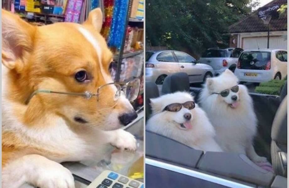 15 смешных собак, пойманных в забавные моменты 15 смешных собак, пойманных в забавные моменты