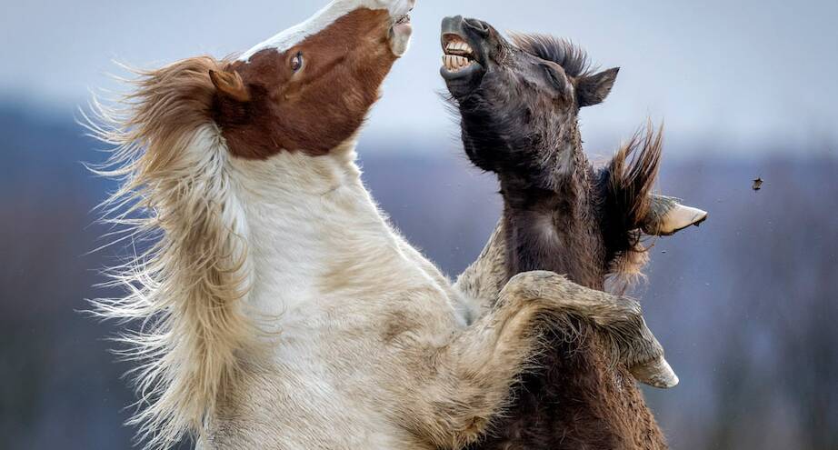 Фото дня: исландские лошади во всей красе