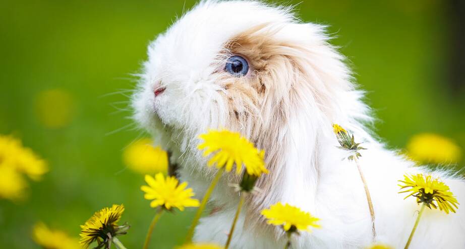 Фото дня: одуванчики и кролик