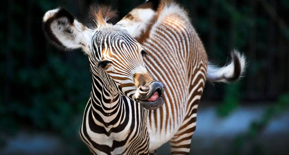 Фото дня: новорожденная зебра