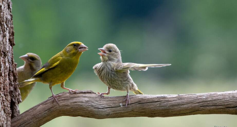 Фото дня: ожесточенный спор