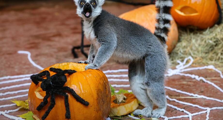 Фото дня: Хэллоуин в зоопарке