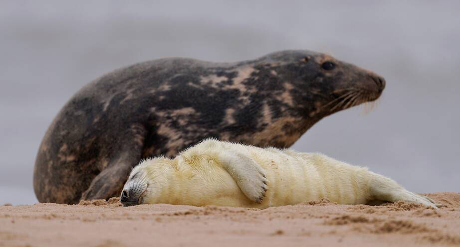 Фото дня: новорожденный тюлень на британском побережье