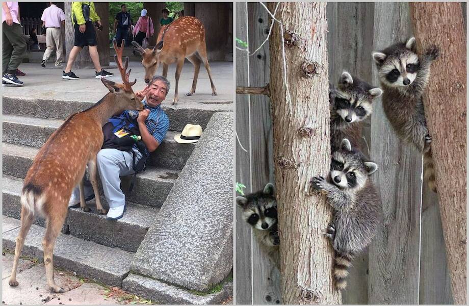 От игуан до енотов: 15 очаровательных животных-попрошаек из разных уголков планеты От игуан до енотов: 15 очаровательных животных-попрошаек из разных уголков планеты